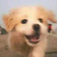 ✧