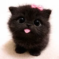 tác giả bro của năm hehe