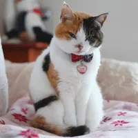 Miso