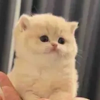 meo