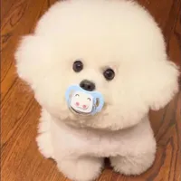 siro |con chó cưng của zyzy