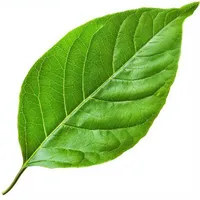 Chiếc lá nở giữa sa mạc