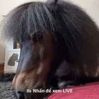 Nhân vật bí ẩn