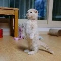 quần chúng, đa thể loại vai
