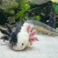 Roxolotl [He/They]