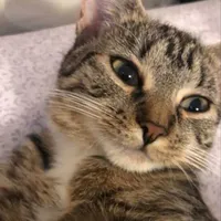 mèo béo