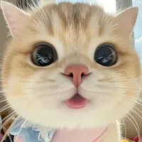 t/g