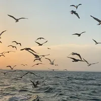 nick: Hải âu trắng