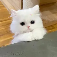 Hệ thống