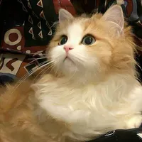 Nắng