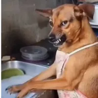 tác giả cute