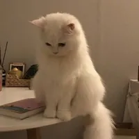 Đa nhân vật