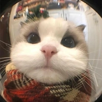T/g cute phô mai que~