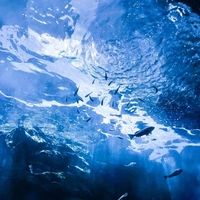 Sea