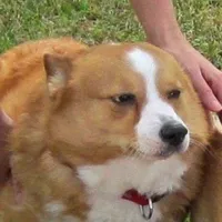 Corgi đầu bò