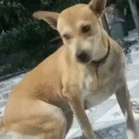 Bơ con nhà bà năm 