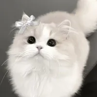 gạo