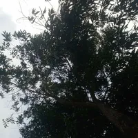 TG Xấu Gái 