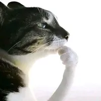 ｡°(°¯᷄◠¯᷅°)°｡