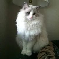 🐱 Trương Quỳnh Dư