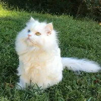 🐱 Trương Nhuận