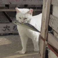Mong - Mong .