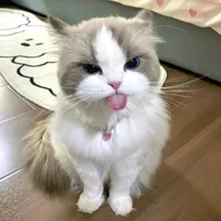 Bông