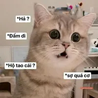 gạo