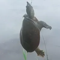 t/g🐧