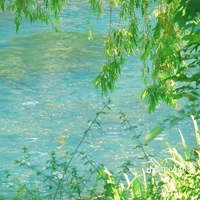 cơ địa lê bống