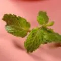 tt hiha và tt yummie