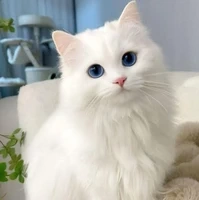 my pet 