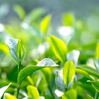 nhân vật phụ
