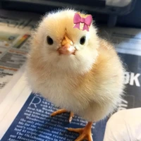 Chick Chick(gà con)