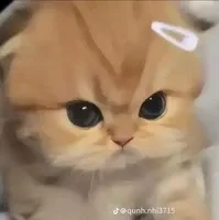 hệ thống cute(mia)