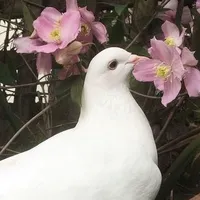 Robi