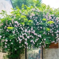 Cả hai hoặc ba 