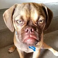Tác