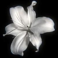Ryu Ahn