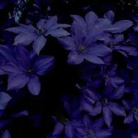 T/g Nightshade khi suy