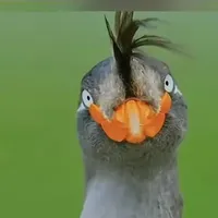 K bt đặt tên