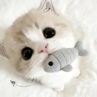 Mèo Mori