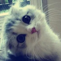 kitty cat