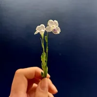 tác giả 
