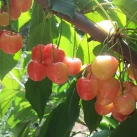 •Cô Giáo •Khổng Nguyên Nguyên