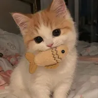 lớp trưởng mèo