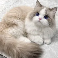 Mila