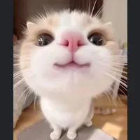 All đám anh và em