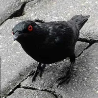 Crow[HT#5]