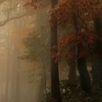 Đội trưởng phường